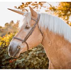 unicorn-profile